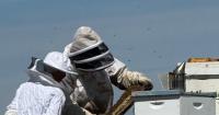Wild About Utah: Bees in the backyard