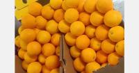 India’s citrus market enters a new season as domestic oranges arrive