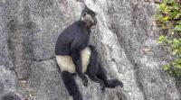Vietnam Swiftly Protects Forests Containing the Last of the World’s Most-Endangered Monkey