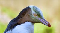 As yellow-eyed penguins disappear, conservationists focus on deaths in fishing nets