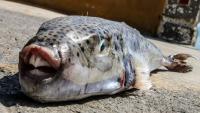 Brit tourist rushed to hospital after being bitten by toxic pufferfish as vicious critters wreak havoc off Greek island