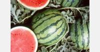 The 2026 French watermelon season set to see record consumption