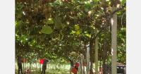 Yellow kiwifruit volumes reach 10,000 tons in Italy, Greece, France, and Spain