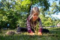 Volunteers transplant marram grass at Indiana Dunes State Park