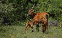 Kenya launches new Mountain Bongo recovery plan as IUCN SSC…