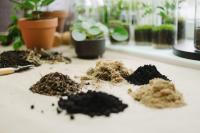 New soil test in Oman university reveals how microbes help feed plants