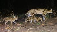 Over 300 custom-made camera traps spread across an area the size of Cape Verde make important wildlife discoveries