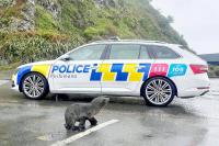 New Zealand police assist wayward seal pup to sea