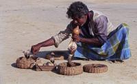 Sri Lanka’s disappearing snake charmers carry a legacy of fear and fascination
