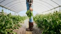 Ireland imports almost €2bn in fruit and vegetables