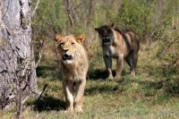 Truce between lions and farmers claws back hope in Botswana’s Okavango Delta