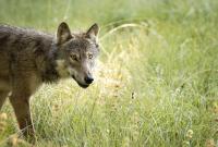 Montana Fish and Wildlife Commission Moves to Draft Predator Management Policy