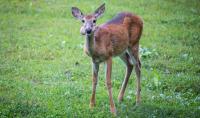 9 Deer Diseases Every Hunter Should Know About