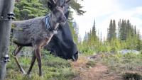 5 ‘trailblazing’ caribou return to Canada’s wilderness