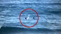 Watch: Shark Rams 53-Year-Old Surfer Off His Board in Australia