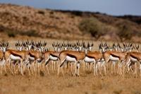 ‘Trophy’ Hunting Boosts Habitat Conservation in Africa 92 Percent of the Time, Study Shows