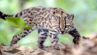 The Tilcayo May Not Be the Last New Wild Cat as Genetics Redraws South America's Tiger Cats