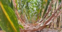 Iowa to receive $2.4 million in Corteva pesticide settlement