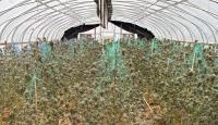 6,300 illegal cannabis plants seized in Torrance County