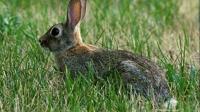 Louisiana squirrel and rabbit hunting seasons to open statewide
