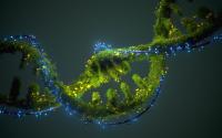 Scientists Observe Enzymes Breaking Down DNA in Real Time