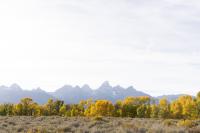 Fall foliage: Science behind vibrant autumn colors