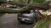 Cleanup continues after powerful nor'easter downs trees in New York City