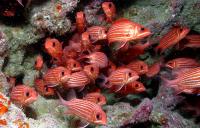 WPRFMC to develop experimental fishing permit to collect information on commercial fishing in Papahānaumokuākea
