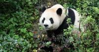Newest pandas in US arrive in Atlanta - what we know about Ping Ping and Fu Shuang