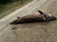 Northern Michigan lawmaker calls for stricter penalties on lake sturgeon poaching