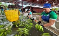 Davao banana industry links farms to Asian markets