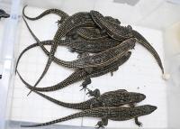 Gongbei Customs seizes 8 lizards smuggled from Macau