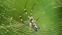 Florida’s creepiest season is upon us. Here’s what to know