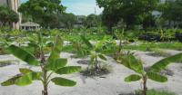 Fort Lauderdale banana farm sparks agricultural tax break dispute