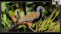 Cocrico Raises Agricultural Concerns As Scarlet Ibis Boosts Economy