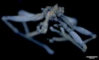 Scientists Found Two Bizarre New Sea Spiders. One Has Three Lips and Red Eyes