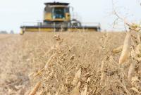 Pea market looks bullish: analyst