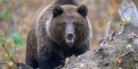 U.S. government proudly embraces Fat Bear Week. Hilarious memes ensue