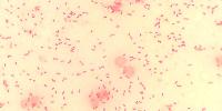 Florida reports 23 Vibrio vulnificus cases, five deaths in 2026