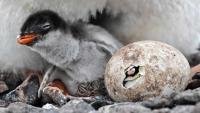 Scientists identify new penguin species for first time in more than 100 years