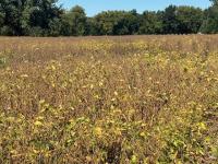 Michigan crop development, harvest progress lagging averages