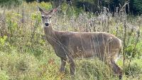ODNR's Field to Food Bank program expands in Ohio