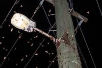 Millions of Moths Are Swarming Australian Homes and Clogging the Skies. Here’s Why Researchers Are Celebrating