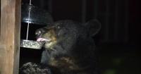 Maryland officials warn residents about increased bear sightings