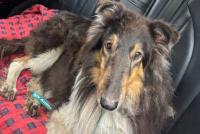 Minnesota Dog Survives 16 Grueling Days Lost, Now He Needs Help Healing