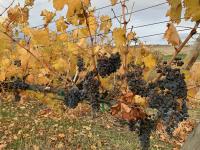 WSU Research Focuses On Vineyard Leaves And Vine Nutrients