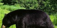 Wisconsin DNR urges hunters, trappers to prepare for October season openers