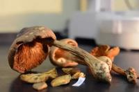 Costa Rica Could Be Home to More Than 40,000 Fungal Species, Study Finds
