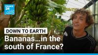 Resilient French Farmers Use Warming Climate to Grow the Country’s Own Tropical Fruit