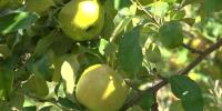 Vermont apple growers turn to precision science to combat orchard pests